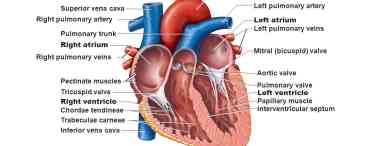Можливості організмів, які мають трикамерне серце